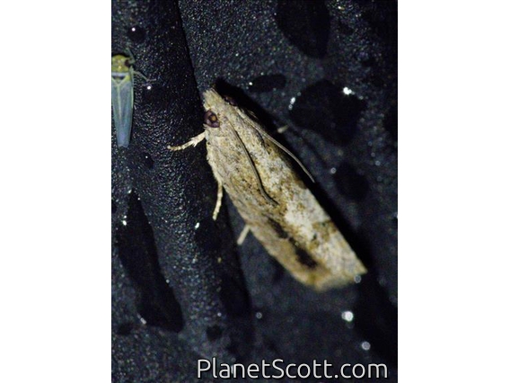 Olethreutine Leafroller Moth (Olethreutinae sp)