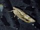 Olethreutine Leafroller Moth (Olethreutinae sp)