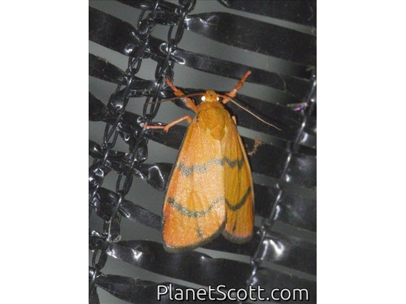 Lichen Moth (Wittasura sp)