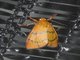 Lichen Moth (Wittasura sp)