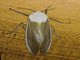 Clouded Tiger Moth (Creatonotos transiens)
