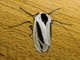 Baphomet Moth (Creatonotos gangis)