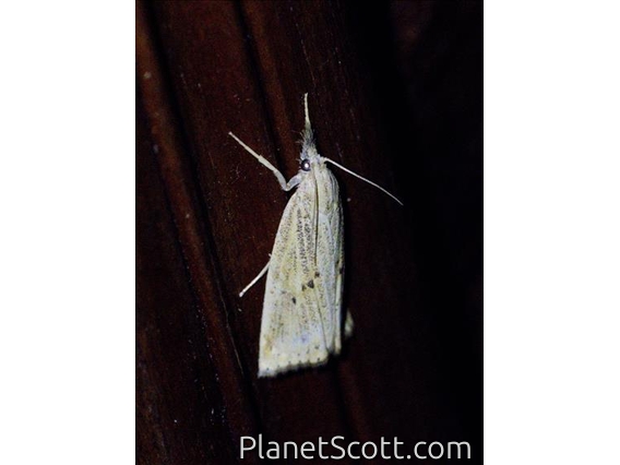 Grass-veneer Moth (Chilo sp)