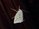 Grass-veneer Moth (Chilo sp)