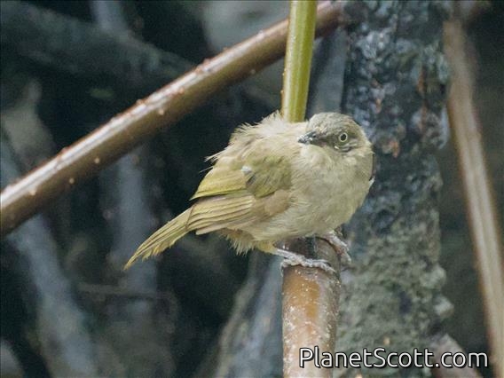 Olive-winged Bulbul (Pycnonotus plumosus)