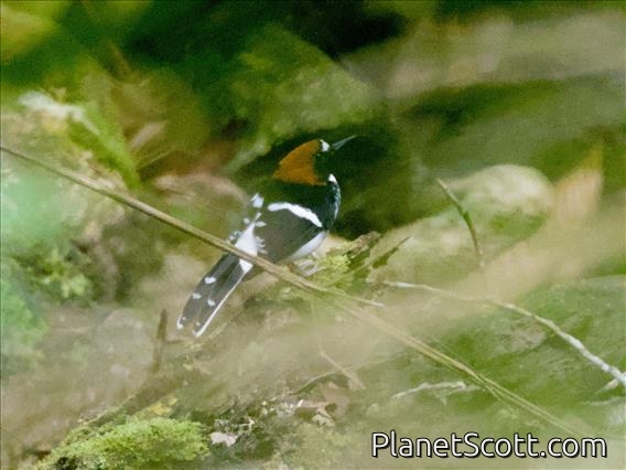 Chestnut-naped Forktail (Enicurus ruficapillus)