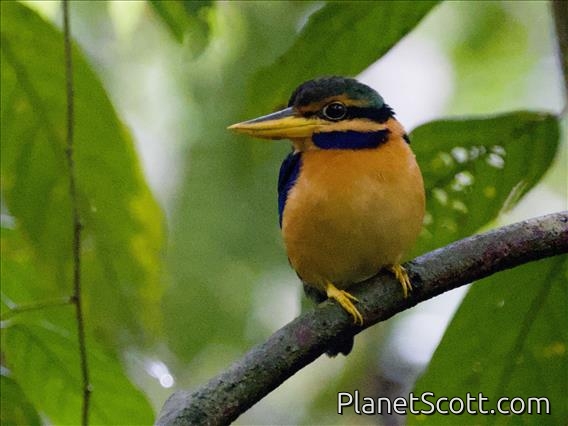 Rufous-collared Kingfisher (Actenoides concretus)