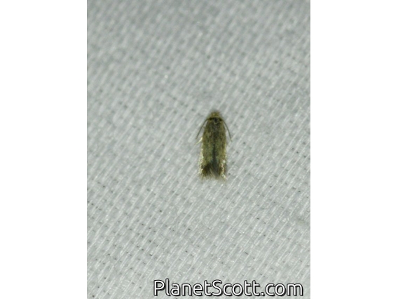 Pygmy Eye-cupped Moth (Nepticulidae sp)