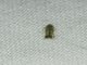 Pygmy Eye-cupped Moth (Nepticulidae sp)