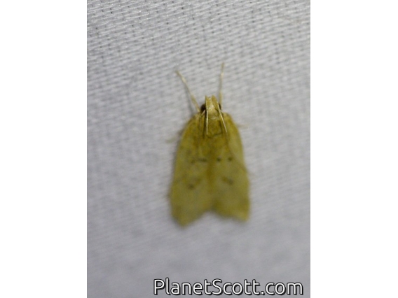 Garden Webworm Moth (Achyra rantalis)