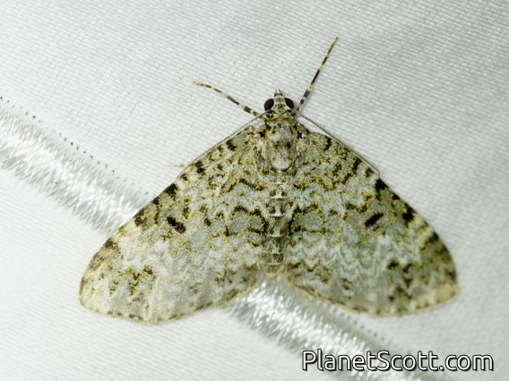 Moss-eating Crambid Snout Moth (Eudonia rectilinea)