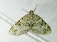 Double-banded Carpet Moth (Spargania magnoliata)