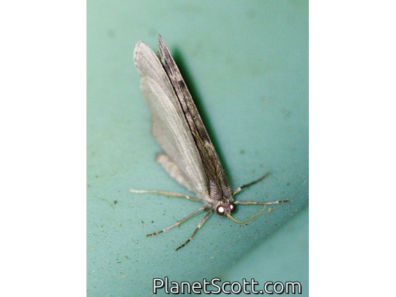 Geometer Moth (Geometridae sp)