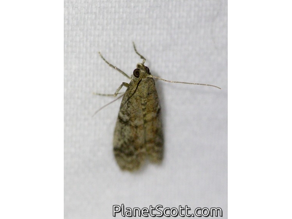 Flour Moth (Ephestia sp)