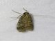 Flour Moth (Ephestia sp)