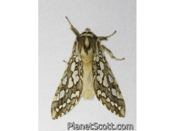 Silver-spotted Tiger Moth (Lophocampa argentata)