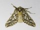 Silver-spotted Tiger Moth (Lophocampa argentata)