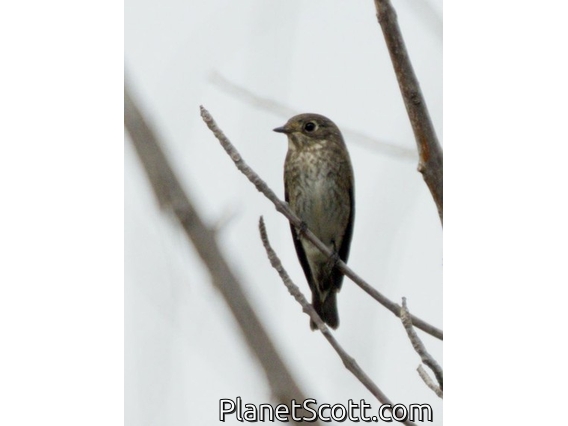 Dark-sided Flycatcher (Muscicapa sibirica)