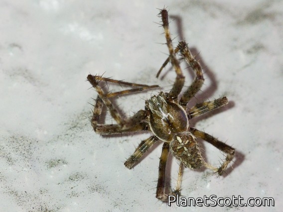 Cross Orbweaver (Araneus diadematus)
