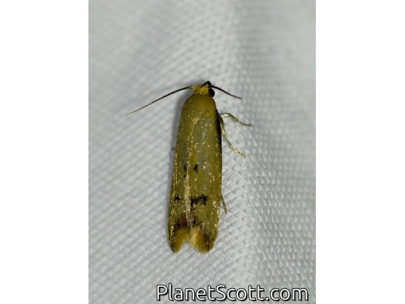 Concealer Moth (Tachystola hemisema)
