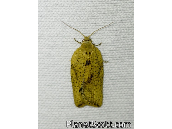 Tortricid Leafroller Moth (Epiphyas postvittana)