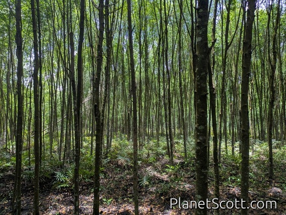 Forest Next to Mangrove