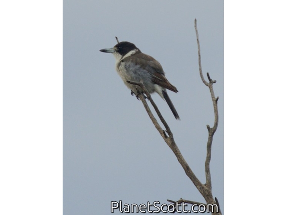 Gray Butcherbird (Cracticus torquatus)