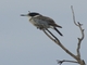 Gray Butcherbird (Cracticus torquatus)