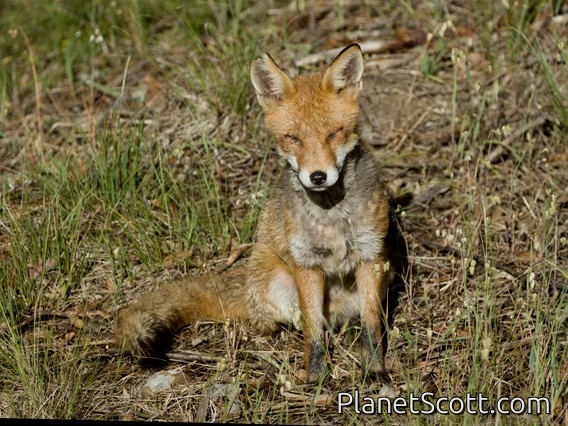 Red Fox (Vulpes vulpes)