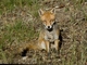 Red Fox (Vulpes vulpes)