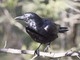 Little Raven (Corvus mellori)