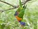Rainbow Lorikeet (Trichoglossus moluccanus)