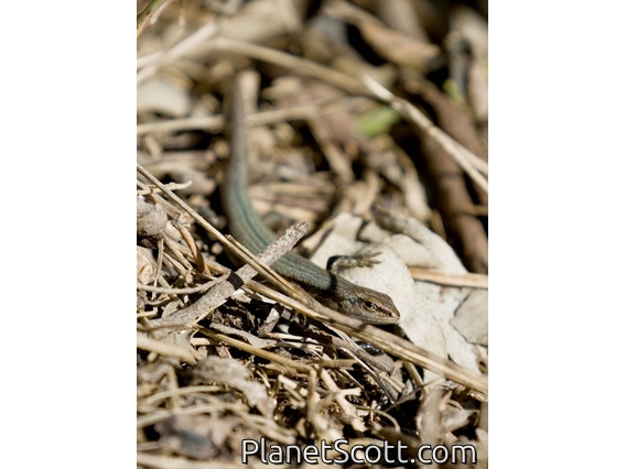 Pale-flecked Garden Sunskink (Lampropholis guichenoti)