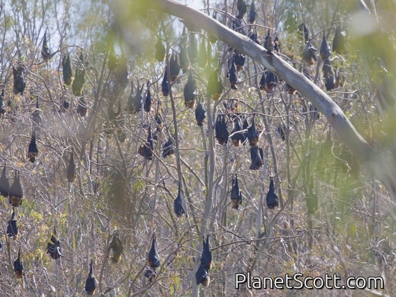Gray-headed Flying Fox (Pteropus poliocephalus)