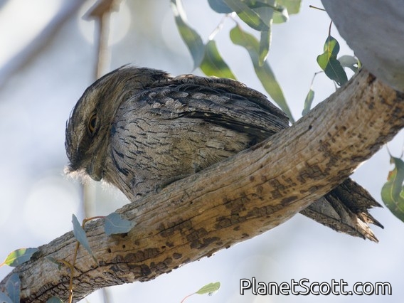 Tawny Frogmouth (Podargus strigoides)