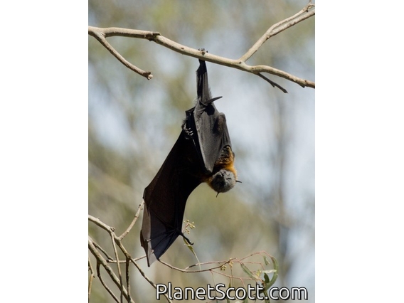 Gray-headed Flying Fox (Pteropus poliocephalus)