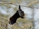 Gray-headed Flying Fox (Pteropus poliocephalus)