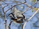 Gray-headed Flying Fox (Pteropus poliocephalus)