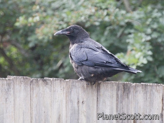Little Raven (Corvus mellori)