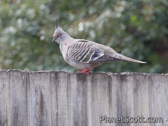 Crested Pigeon (Ocyphaps lophotes)