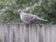 Crested Pigeon (Ocyphaps lophotes)
