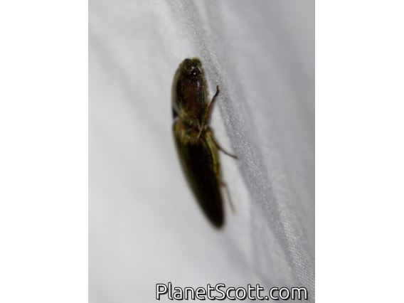 Click Beetle (Monocrepidius erubescens)