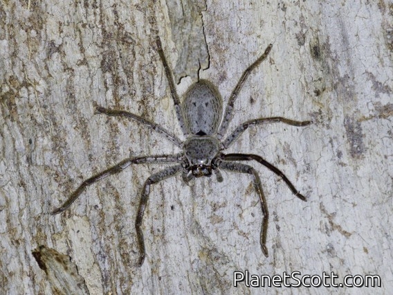 Mountain Huntsman Spider (Isopedella montana)