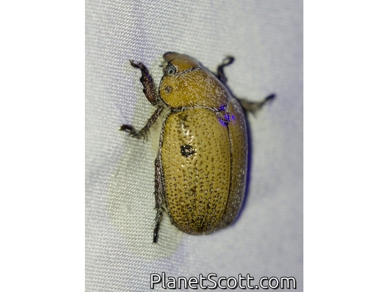 Hairy Spotted Beetle (Anoplognathus velutinus)