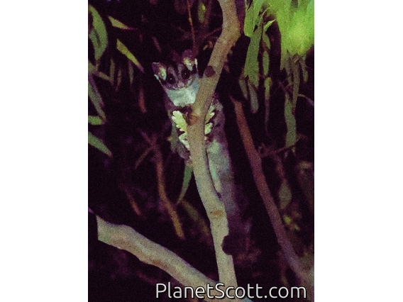 Krefft's Glider (Petaurus notatus)