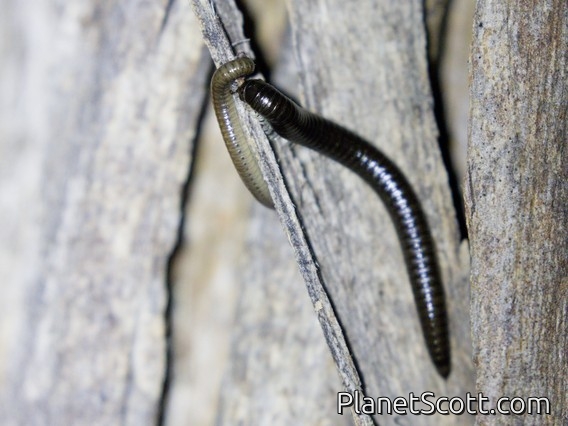 Portuguese Millipede (Ommatoiulus moreleti)