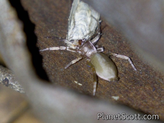 Flattened Bark Spider (Hemicloea rogenhoferi)