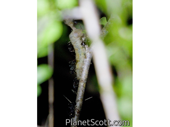Fiery Copper (Paralucia pyrodiscus) - Larva