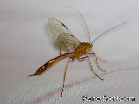 Ichneumonid Wasp (Netelia sp)