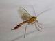 Ichneumonid Wasp (Netelia sp)